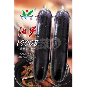 19008紫红长茄 早中熟 果实长25-30厘米 1000粒装