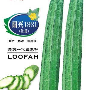 1931丝瓜 分支力强 耐湿性强 花点较为明显 头尾匀称 瓜长40厘米左右 10克装