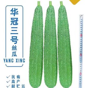 华冠三号丝瓜 一代早熟大肉丝瓜 生长势旺盛 抗病抗进性强瓜形匀称美观 瓜长35-40厘来左右 10克装